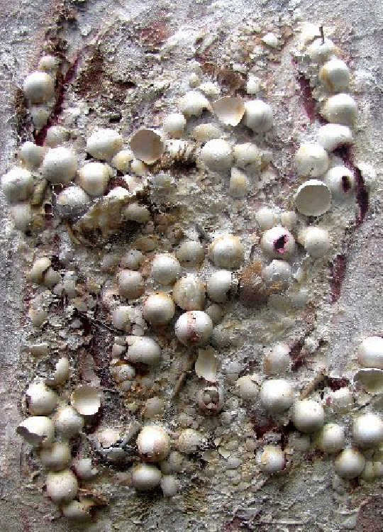 Bild Ei, Ei...serviert & aussortiert