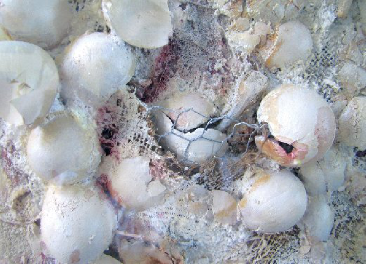 Bild Ei, Ei...serviert & aussortiert (Bildausschnitt)