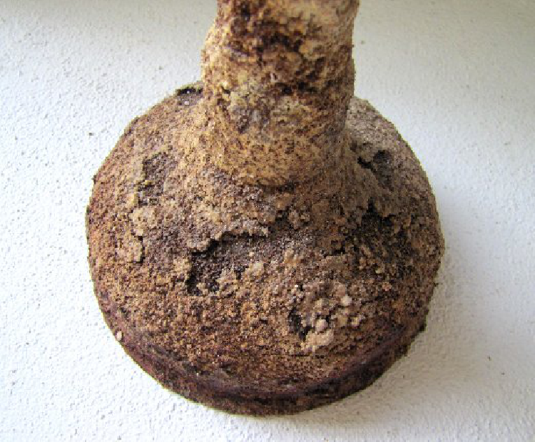 Bild Mr. Pimpel (Detailaufnahme)